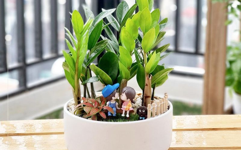 Plants for the Office Plants for the Office