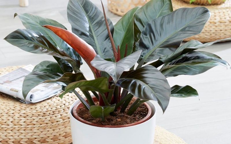 office plants office plants