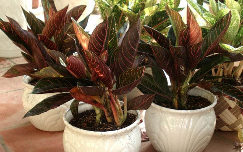 office plants