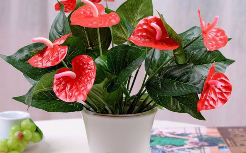 office plants office plants