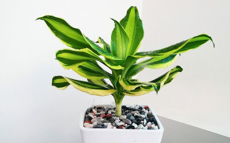 office plants office plants