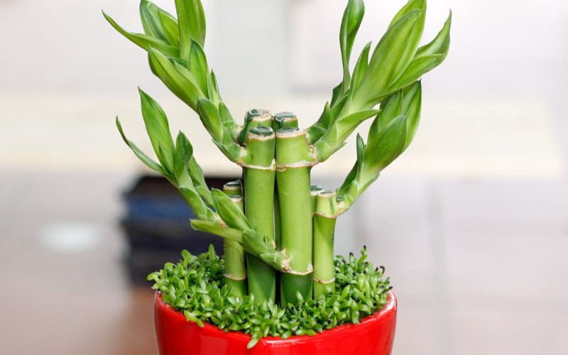office plants office plants