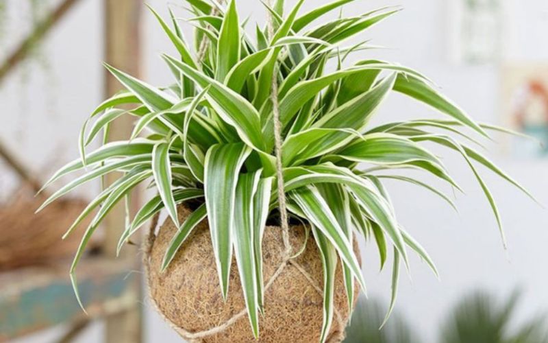 office plants office plants