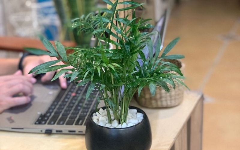 office plants office plants