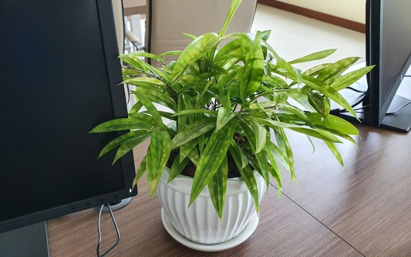 green plants in the office green plants in the office