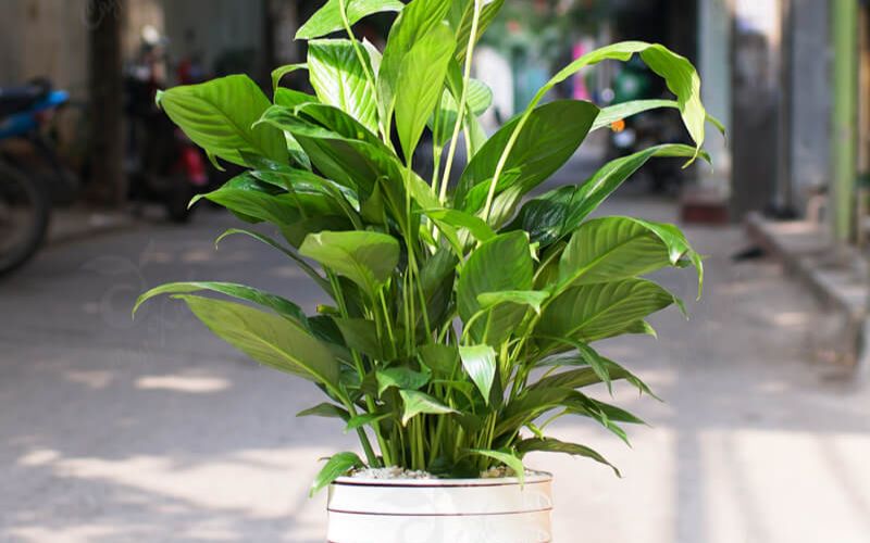 green plants in the office green plants in the office