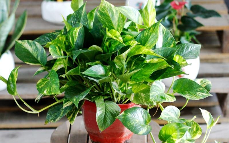 office plants office plants