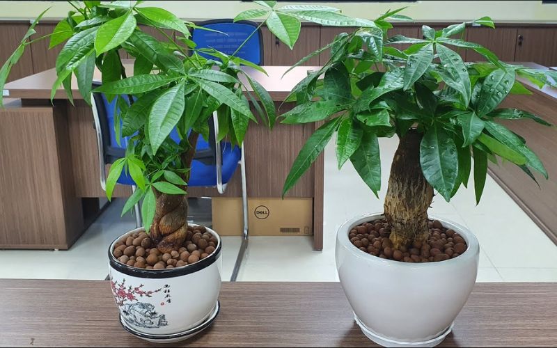 Plants for the Office Plants for the Office