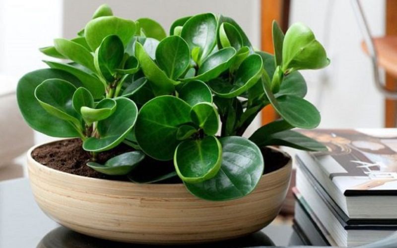 green plants in the office green plants in the office