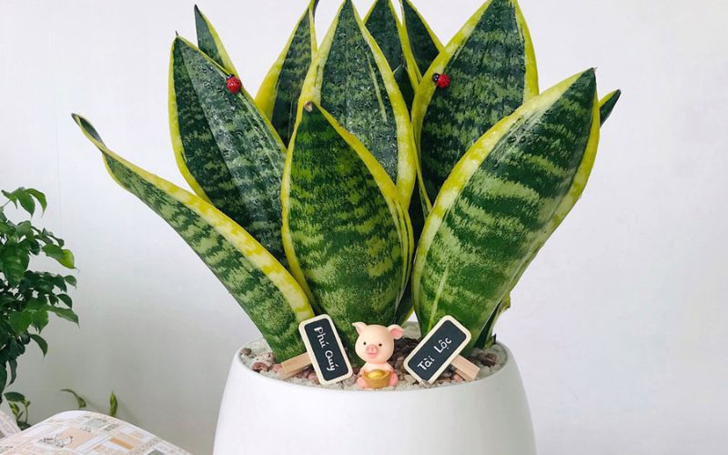 green plants in the office green plants in the office