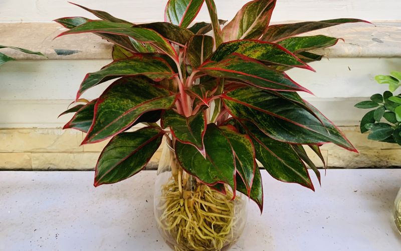 office plants office plants
